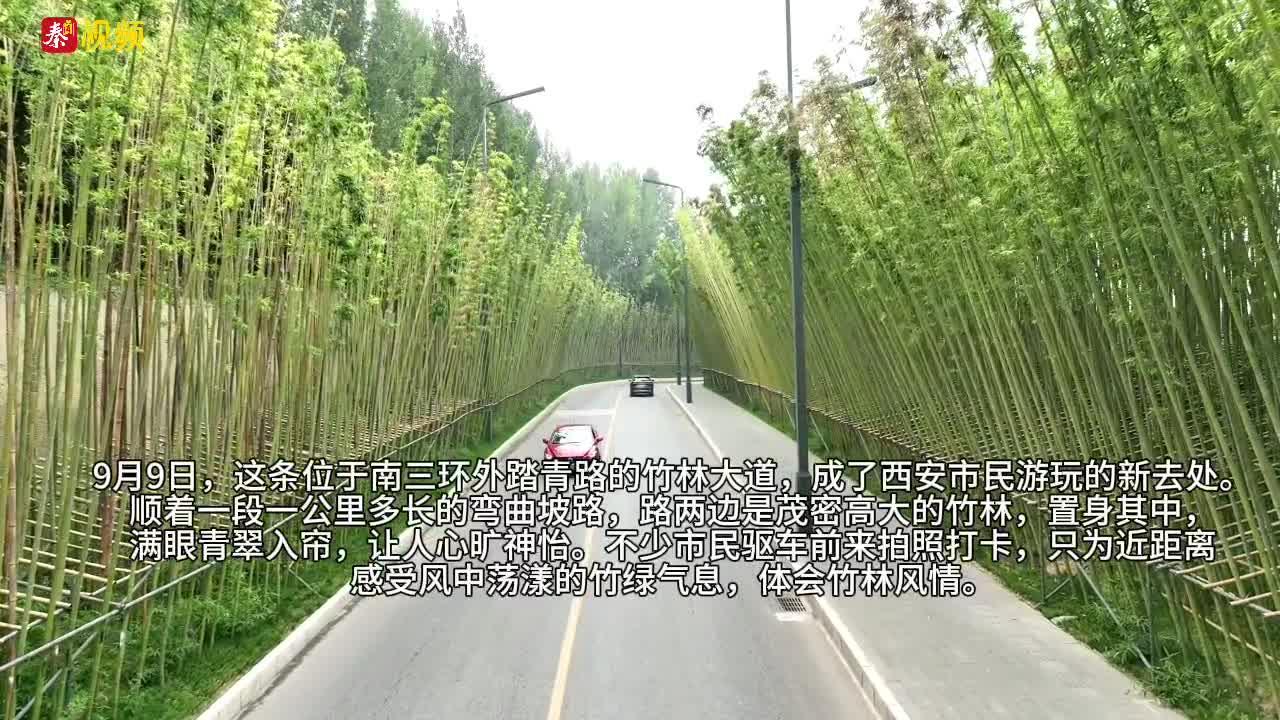 秋日赏竹哪里去，竹林大道好地方