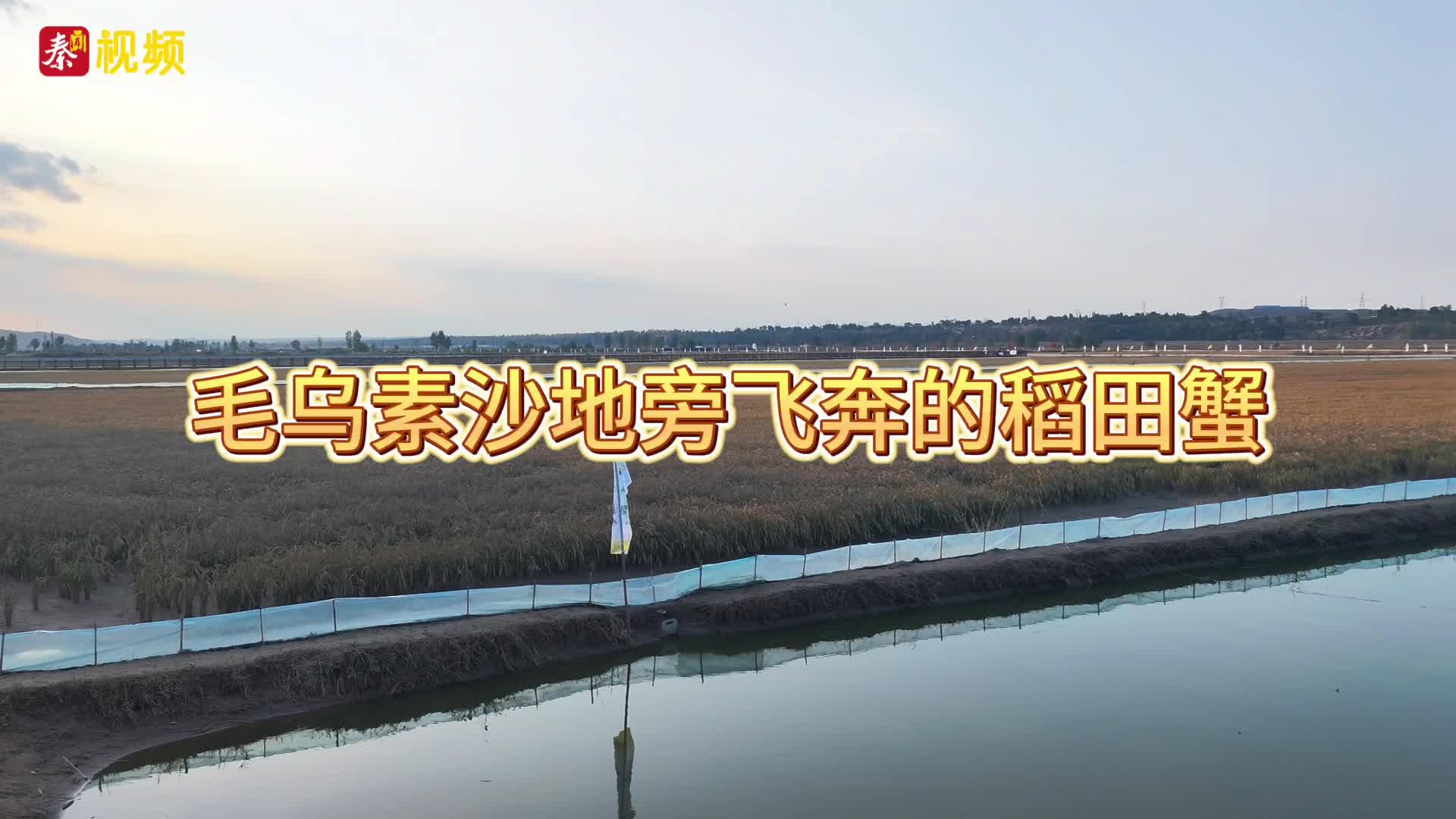 毛乌素沙地旁飞奔的稻田蟹