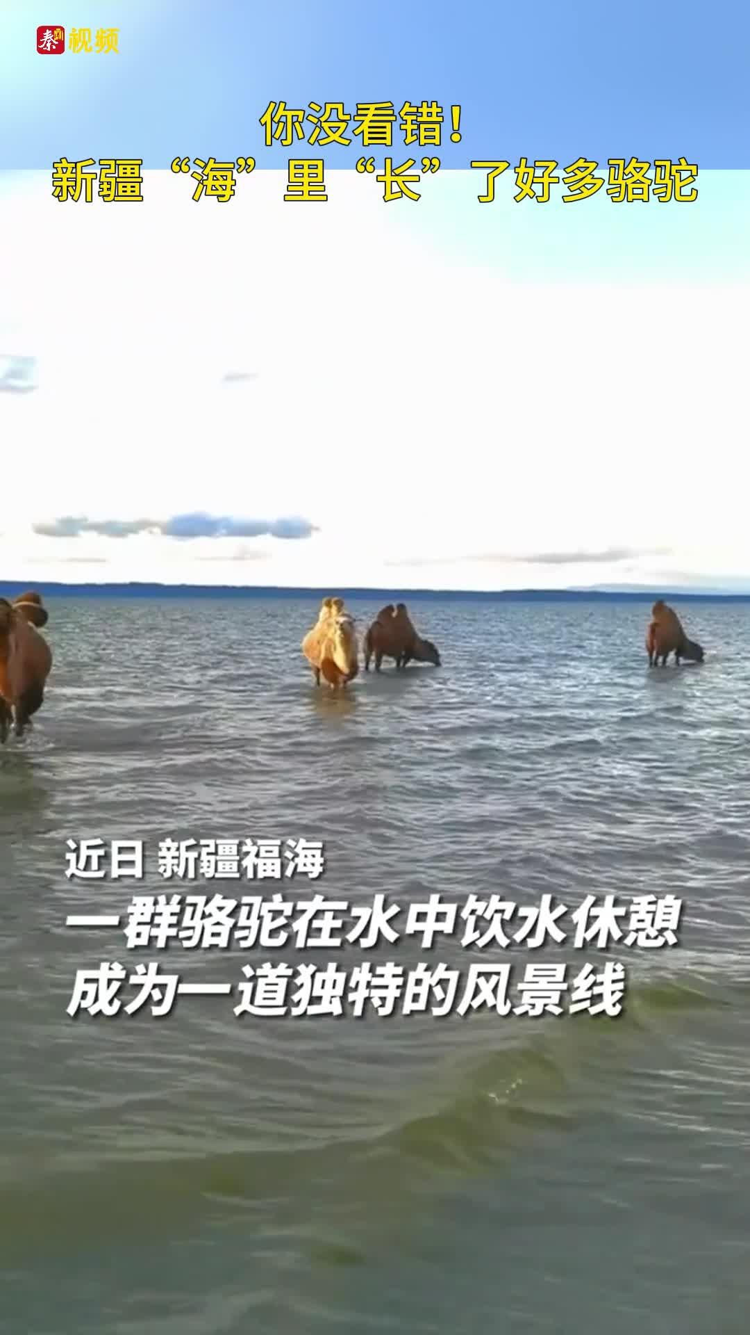 你没看错！新疆“海”里“长”了好多骆驼
