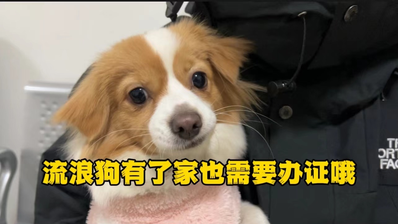 流浪狗有了家也需要办证哦