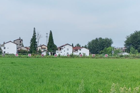 全国政协委员昝林森：把履职日记写在田间地头