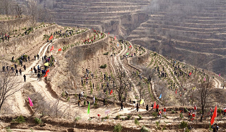 添绿三万余株义务植树为长武颜值上分
