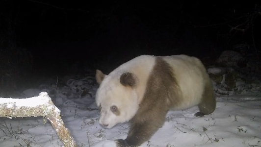 陕西长青保护区时隔6年再次拍到棕色大熊猫