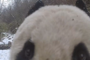 长青保护区同一位点多次监测到大熊猫活动画面