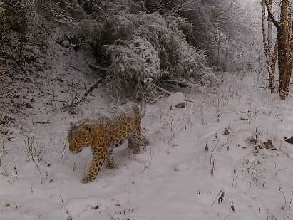 金钱豹巡山 雪地“刨坑”宣示主权