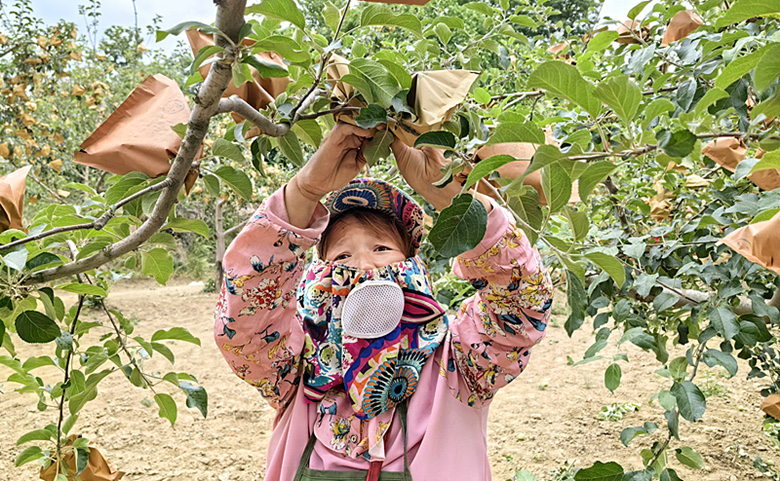 彬州市北极镇：保障增产丰收  苹果穿上“防晒衣”