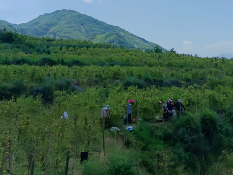 金银花开迎丰收，助农增收促振兴