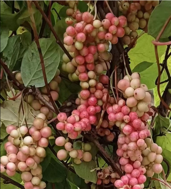 留坝县:税务助力产业兴 五味子香飘满园