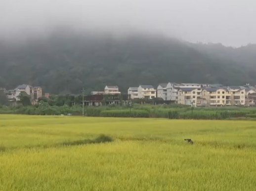 层林尽染秋意浓 鸟儿嬉戏稻田间 秋日绚烂多彩的锦绣画卷铺展开来