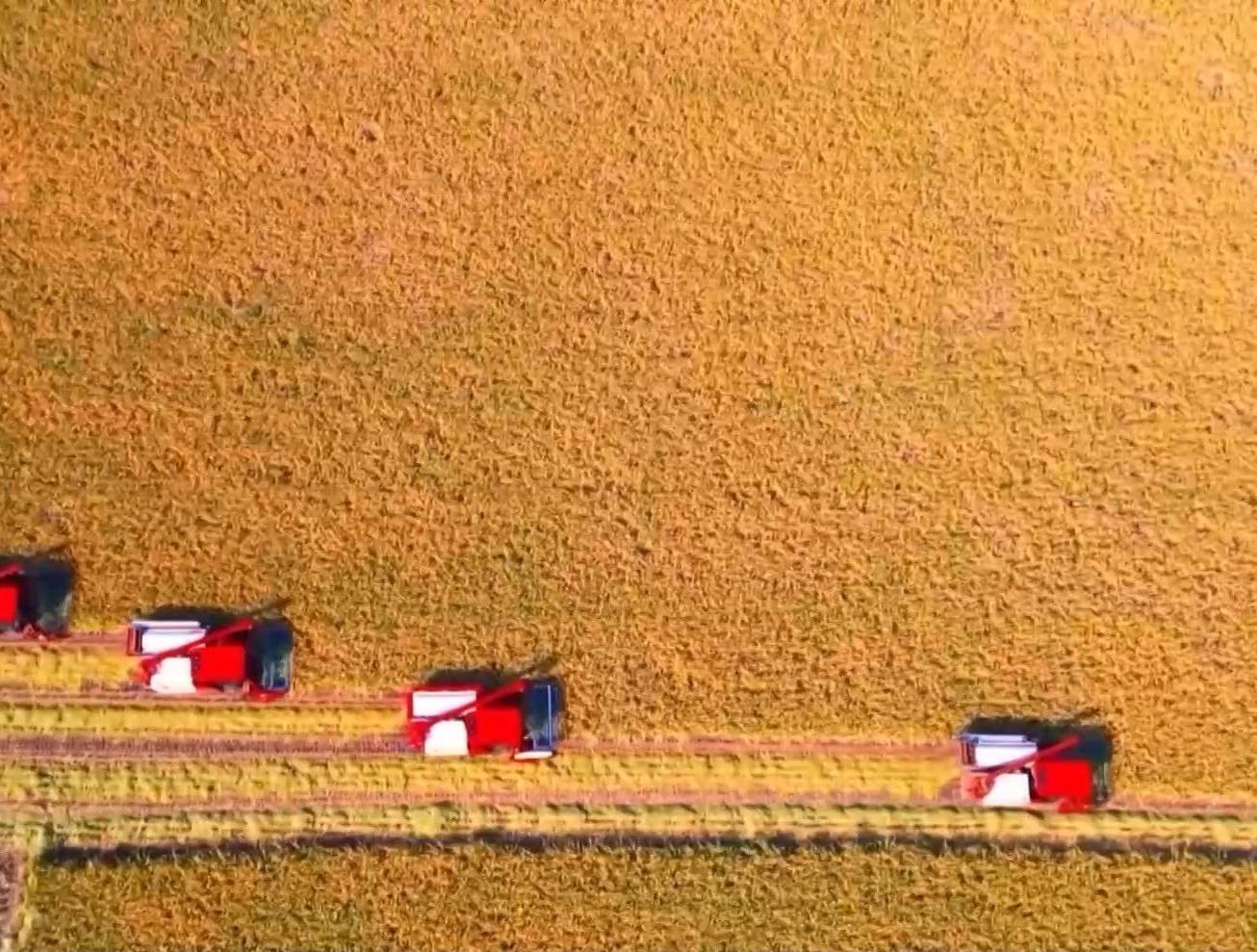 秋收进度超七成！“科技感”为丰产增收按下加速键