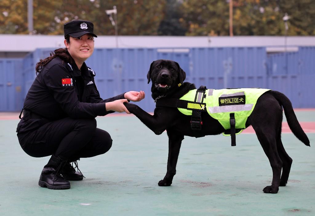 功勋犬巴伊图片