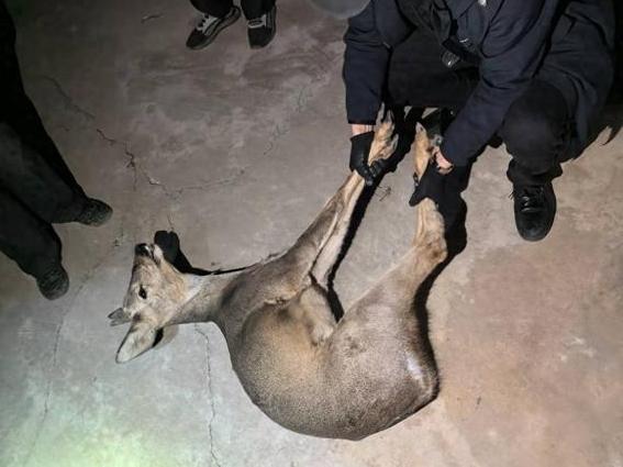 旬邑公安湫坡头派出所携手动物管理部门守护“傻狍子”回家