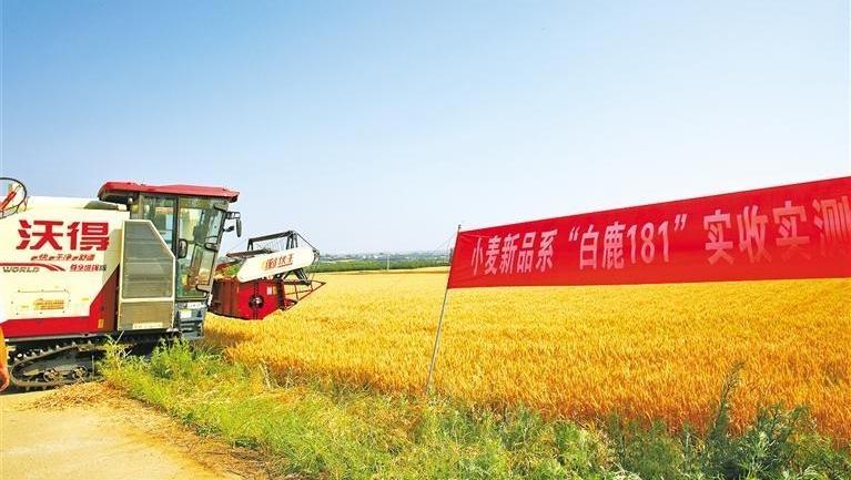 “白鹿181”的丰收答卷