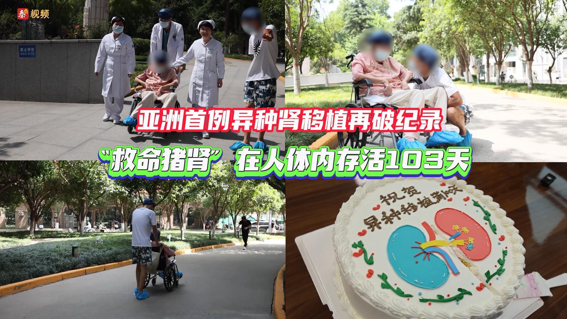 103天！“救命猪肾”人体内存活时长创亚洲纪录