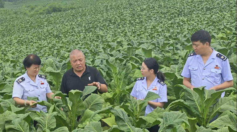 洋县税务：合规经营助力烤烟产业烤出“黄金叶”