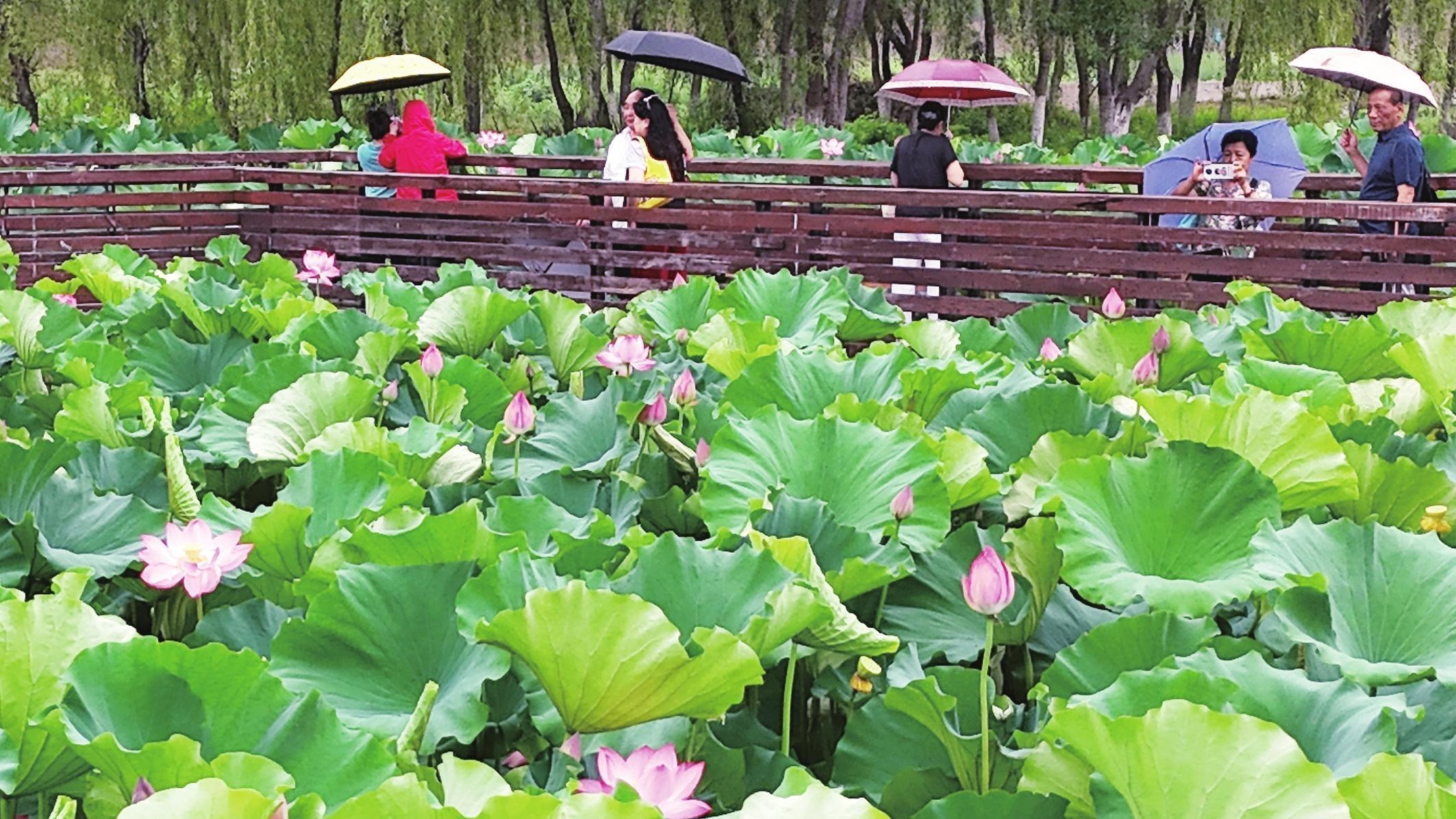 雨中赏荷