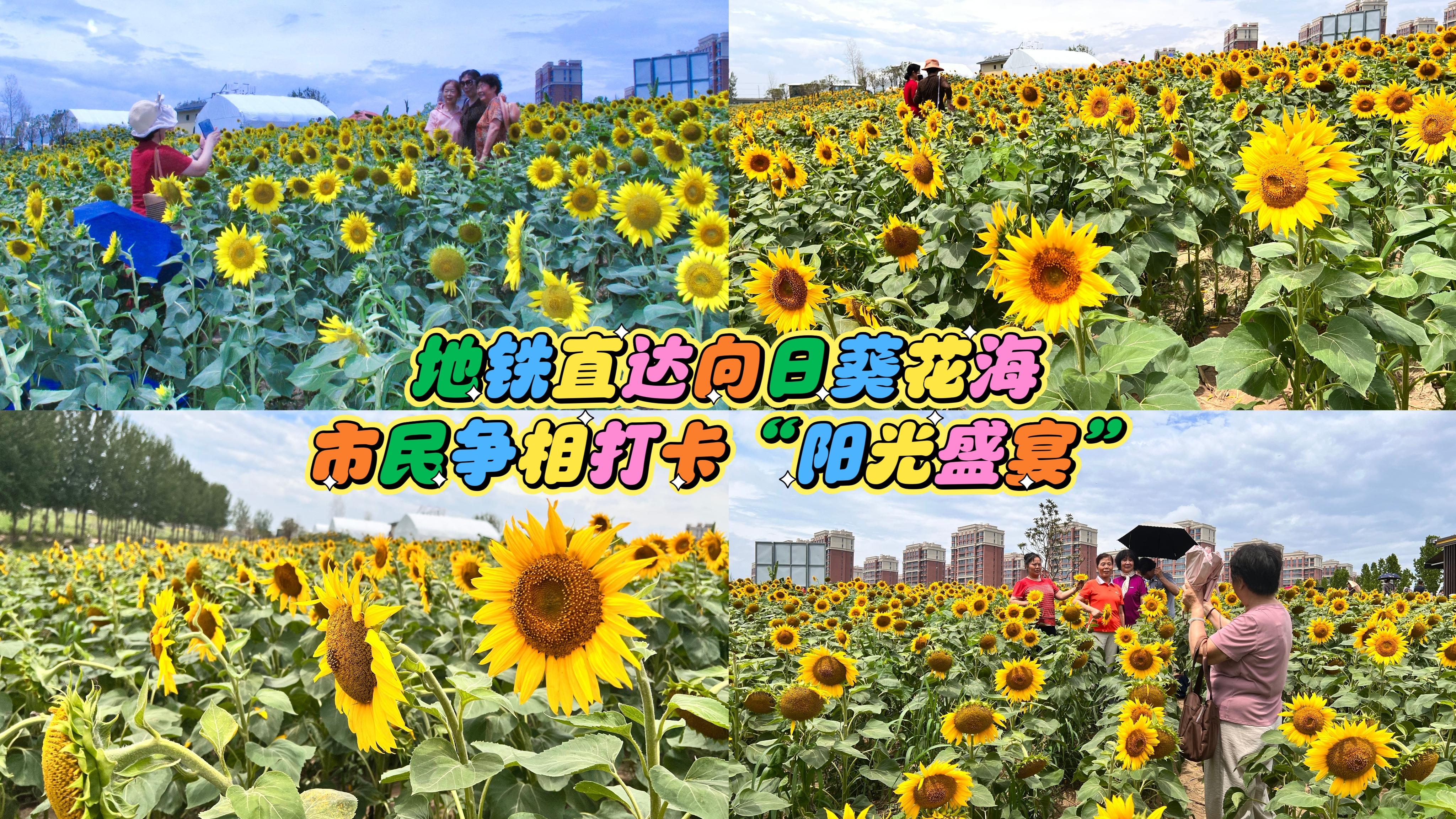地铁直达向日葵花海，市民争相打卡“阳光盛宴”