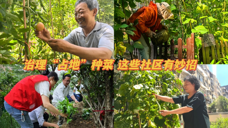 治理“占地”种菜，这些社区有妙招