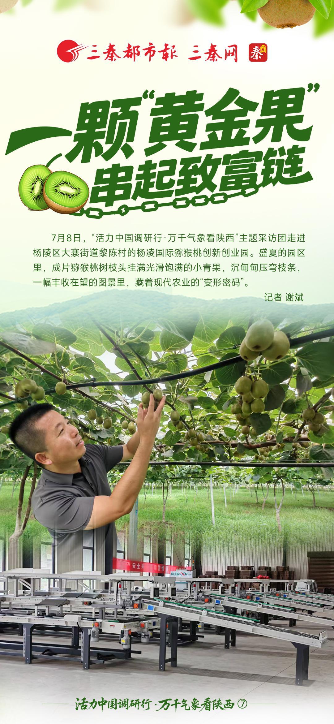 活力中国调研行·万千气象看陕西⑦丨一颗“黄金果”串起致富链