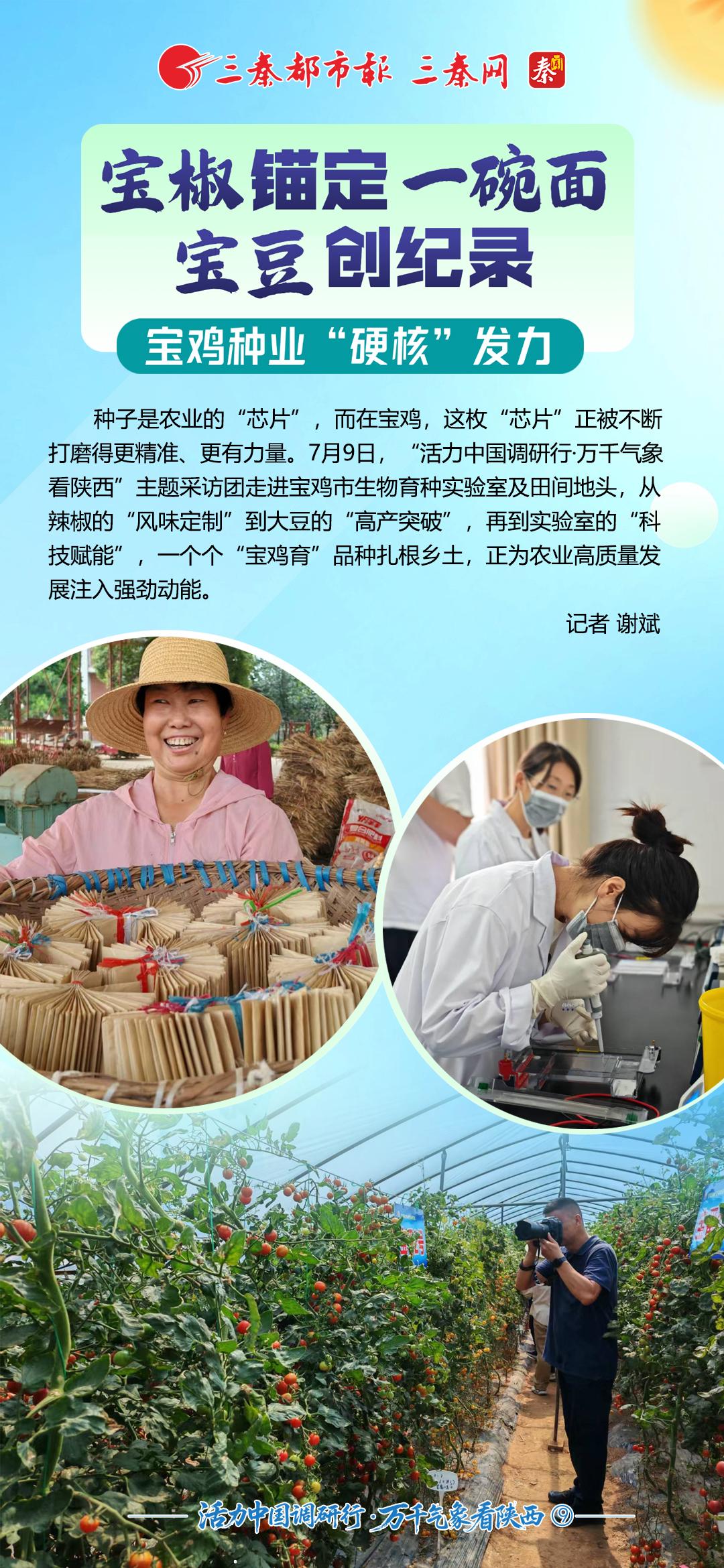 活力中国调研行·万千气象看陕西⑨丨“宝椒”锚定“一碗面” “宝豆”创纪录 宝鸡种业“硬核”发力