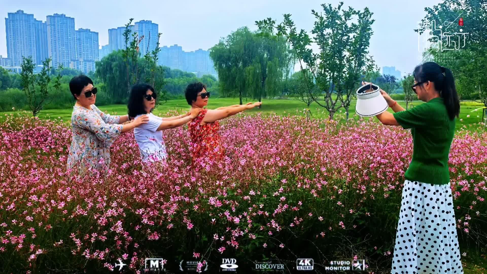 格桑花盛开，如画美景引客来