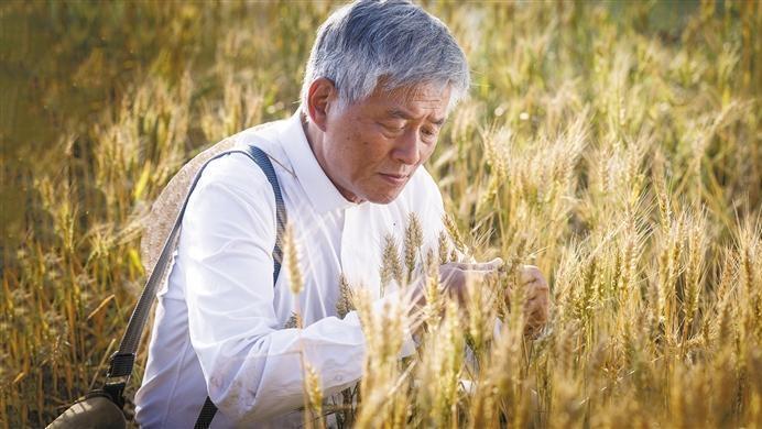 从报告文学到银幕呈现——电影《旱塬》：再现麦浪里的金色传奇