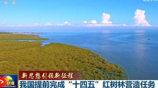 【新思想引领新征程】我国提前完成“十四五”红树林营造任务
