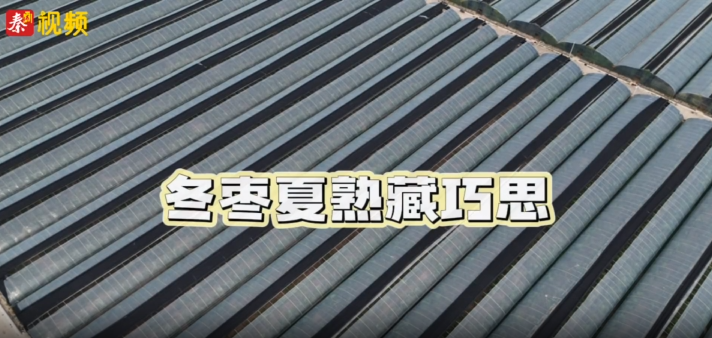 天热吹空调 大荔冬枣为啥“盖上了棉被”