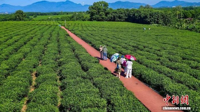 港澳大学生海南白沙植茶树：种下“常回来看看”的念想