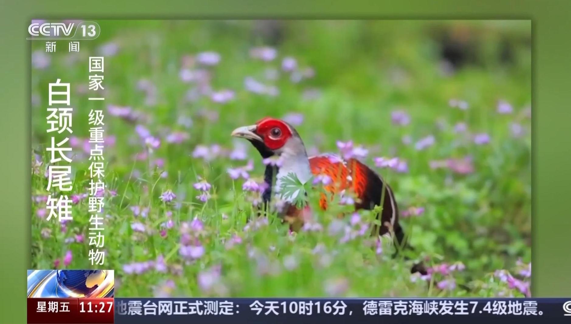 白鹇、金斑喙凤蝶、藏酋猴……看！神奇动物在武夷山
