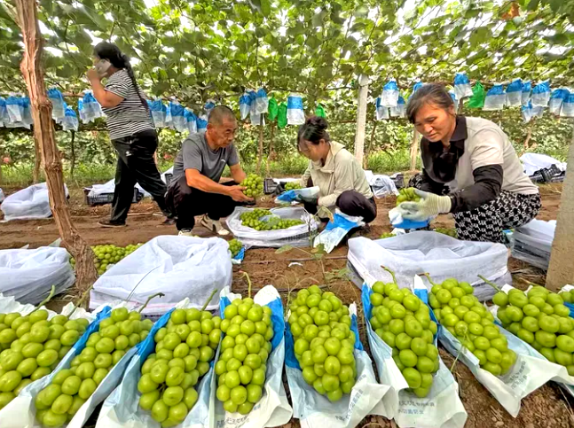 葡萄喜获丰收，邀您共赴甜蜜之约