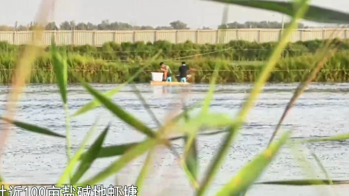 新疆和田“沙漠海鲜”批量上市
