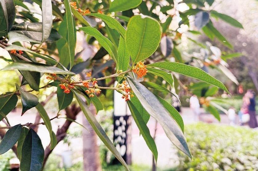今年桂花比往年开得早？