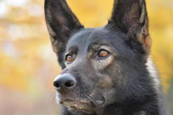 “黑狼”被公安部选定为中国警犬LOGO形象犬