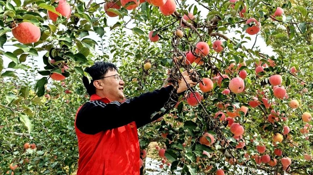 ‌脆甜苹果“链”上乡村振兴安塞果农驻村干部合力闯出电商新路径