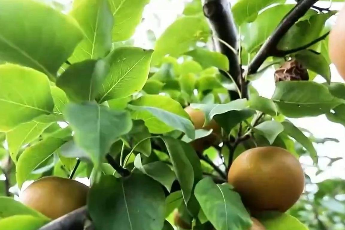 数字赋能农业，电商冷链畅通！今秋“菜篮子”“果盘子”产销两旺