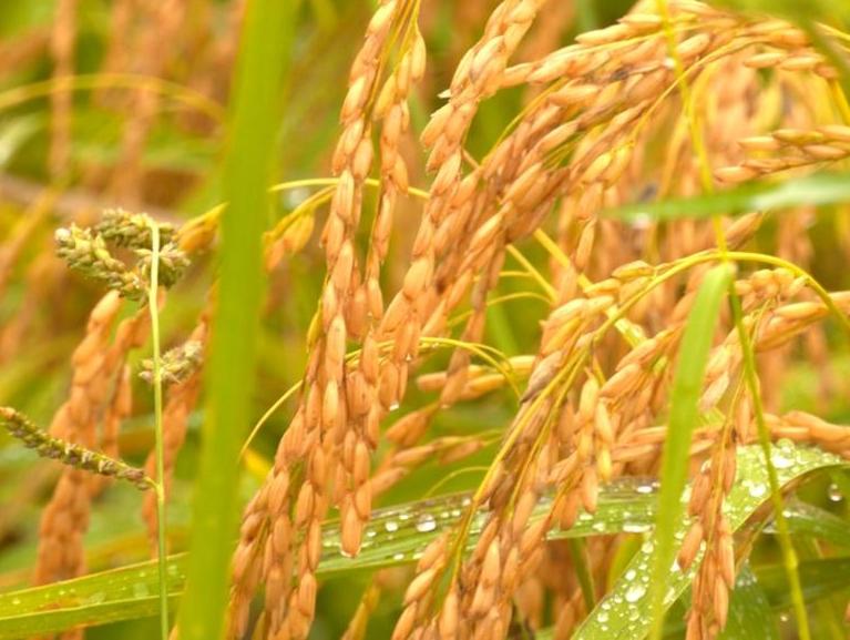 雨打稻穗添喜色！蓝田“半亩稻甜”丰收在即