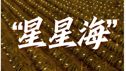 联播一瞬丨在夜晚的火龙果基地 遇见一片“星星海”