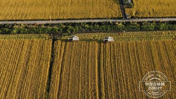稻花香里说丰年丨大国粮仓 丰收答卷