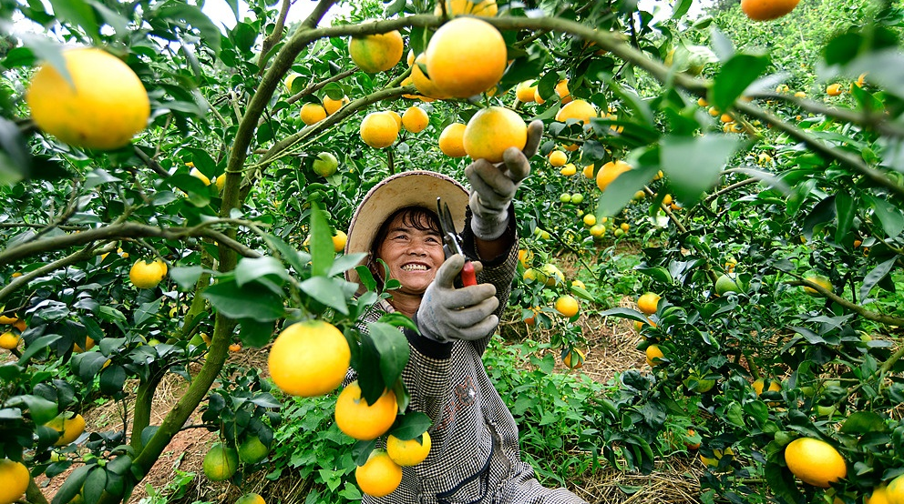 中国经济信心说丨又是一年好“丰”景 为每一分耕耘点赞
