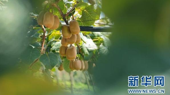 乡村振兴在行动｜看红心猕猴桃蕴藏的“甜蜜动力”