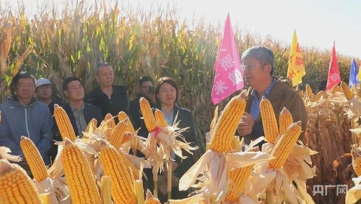 新质新造·兵团丨科技赋能 玉米单产再攀新高