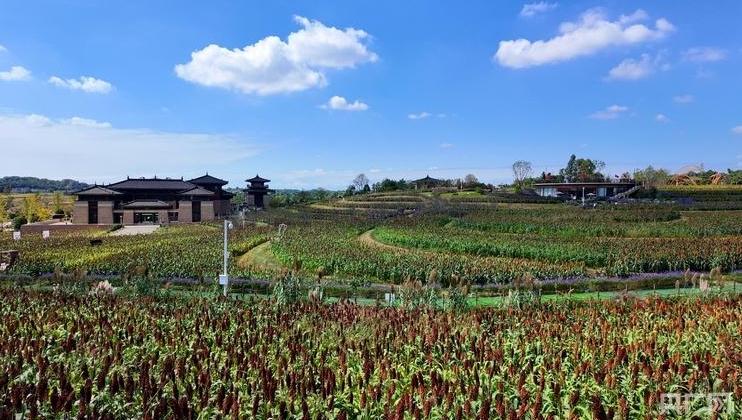 消费新观察｜田园风“混搭”文化风 “花式”解锁乡村周边游