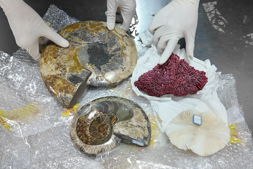 大连海关查获违法出境古生物化石及珊瑚制品