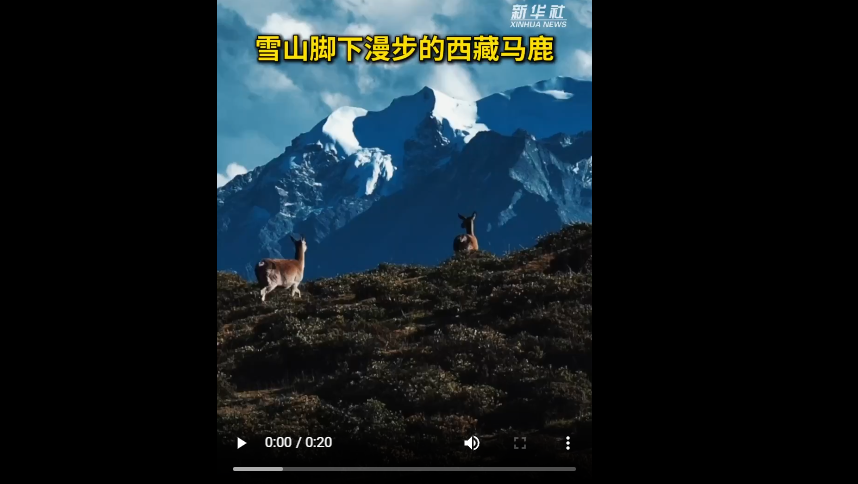 秀我中国丨雪山脚下漫步的西藏马鹿