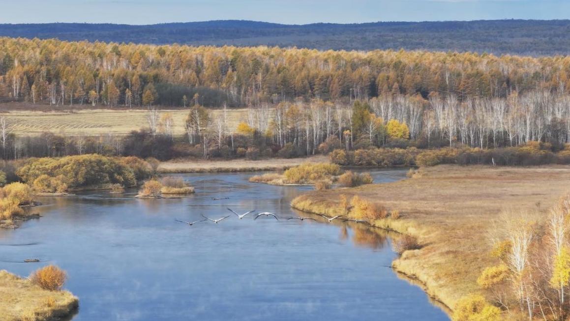 Heilongjiang reserve welcomes 10,000 migratory cranes