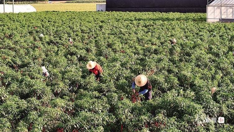 打造绿色发展“样板田”