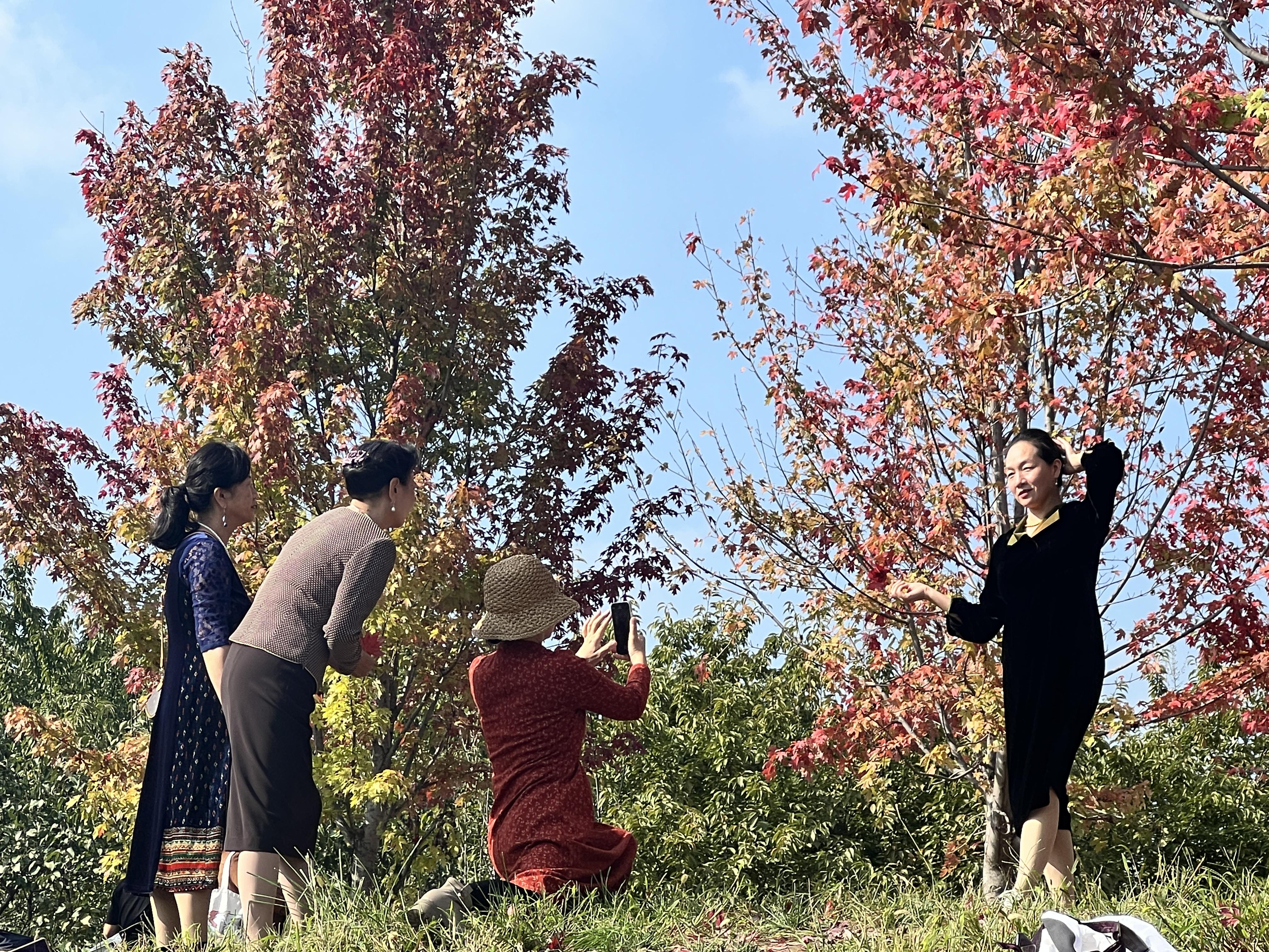 你瞧 西安這個公園的楓葉美極了