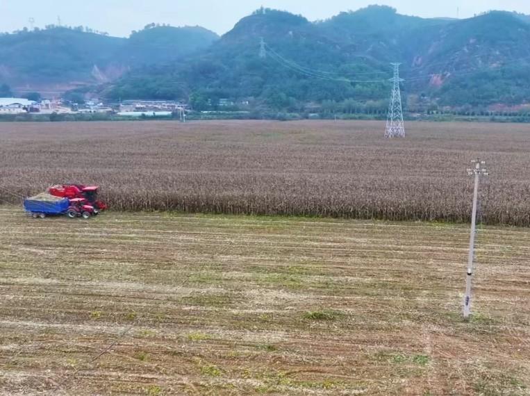 子長市：搶抓降雨間隙搶收秋糧 確保顆粒歸倉