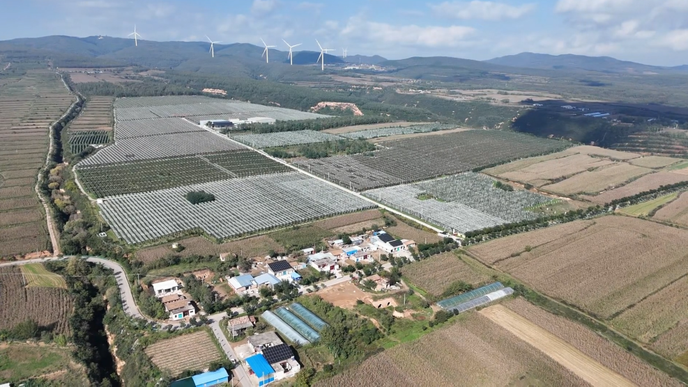 陜西淳化：蘋果迎來采收季